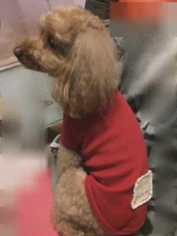 お台場ビーナスフォート Devan ディヴァン の名前入り可愛いtシャツ 犬用品かわいい犬の服 セレクト通販